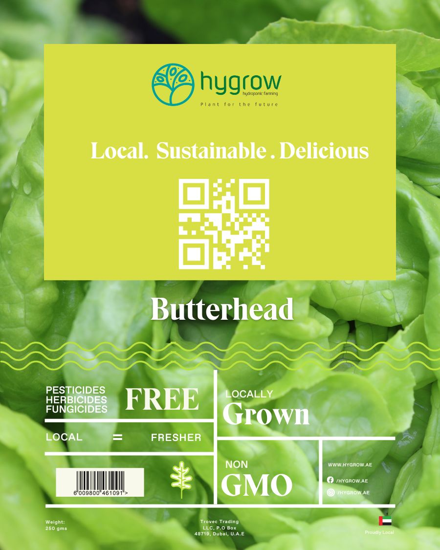 Hygrow Boston lettuce