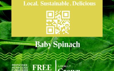 Benefits of eating Baby Spinach