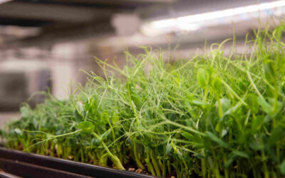 Microgreens and their benefits