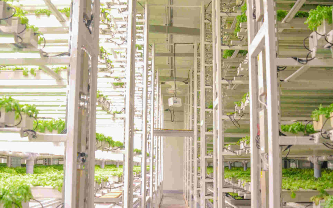 Market Opportunities for Hydroponics