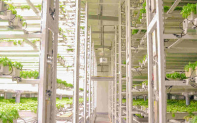 Market Opportunities for Hydroponics